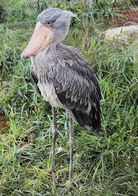Shoebill