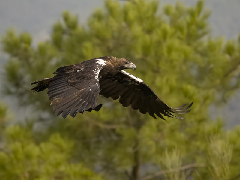 Spanish Imperial Eagle