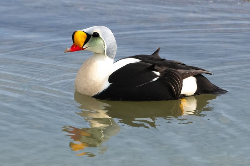 King Eider