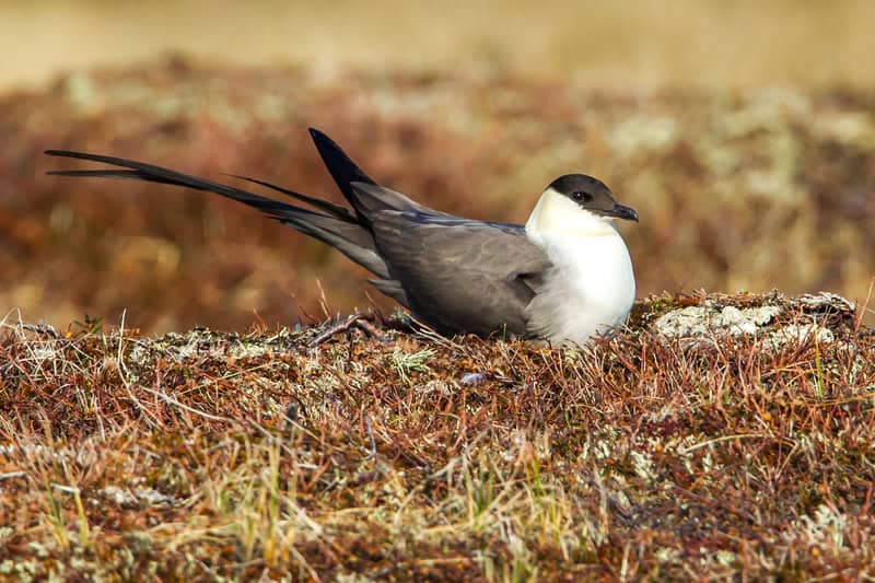 Long-tailed Jaeger
