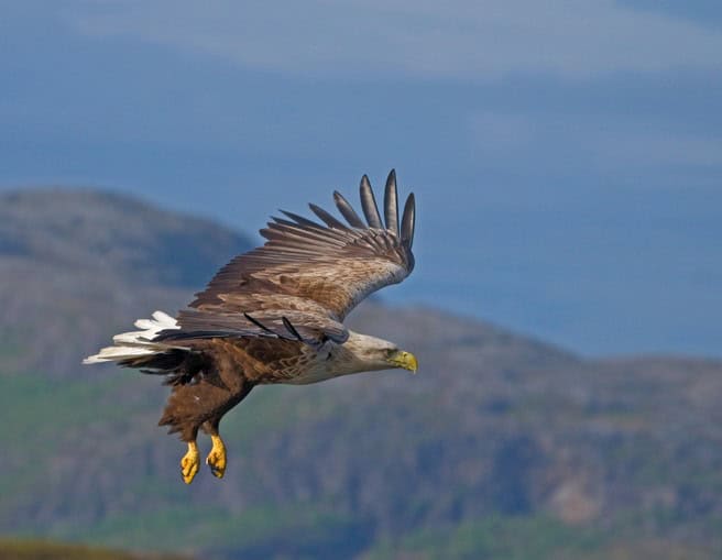 White-tailed Eagle