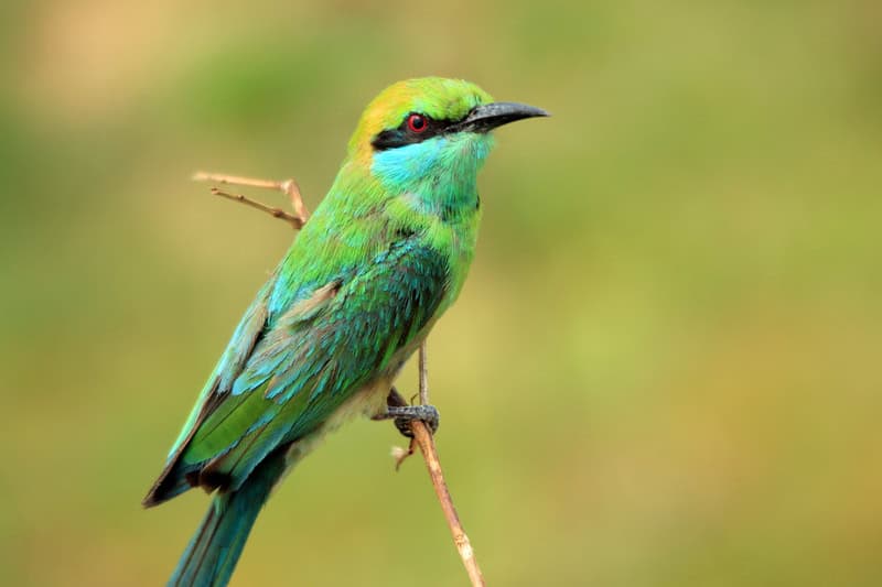 Asian Green Bee-eater