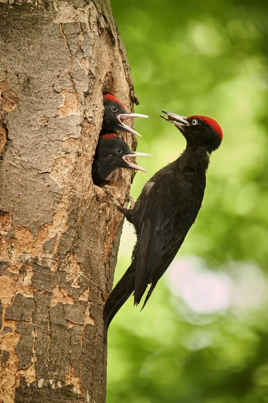 Black Woodpecker