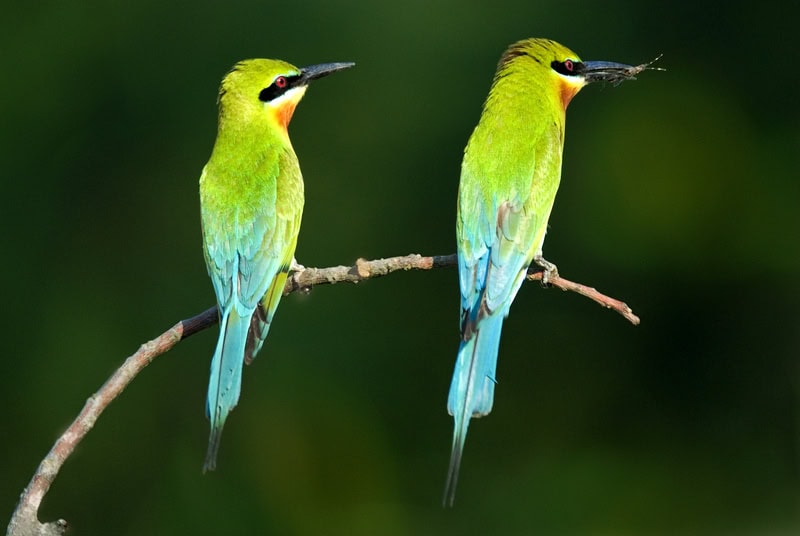Blue-tailed Bee-eater
