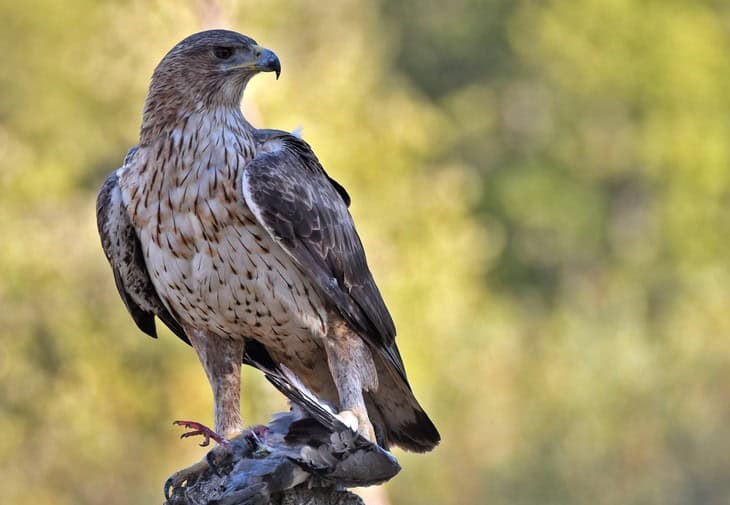 Bonelli's Eagle