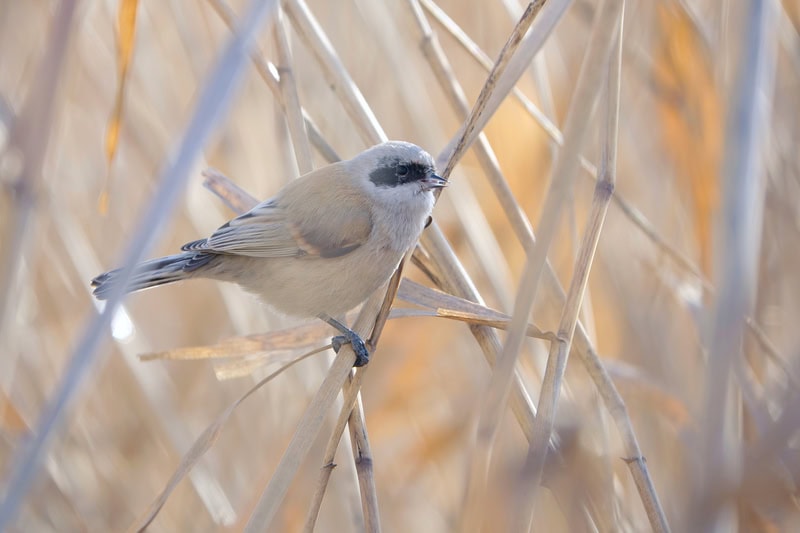 Chinese Penduline Tit