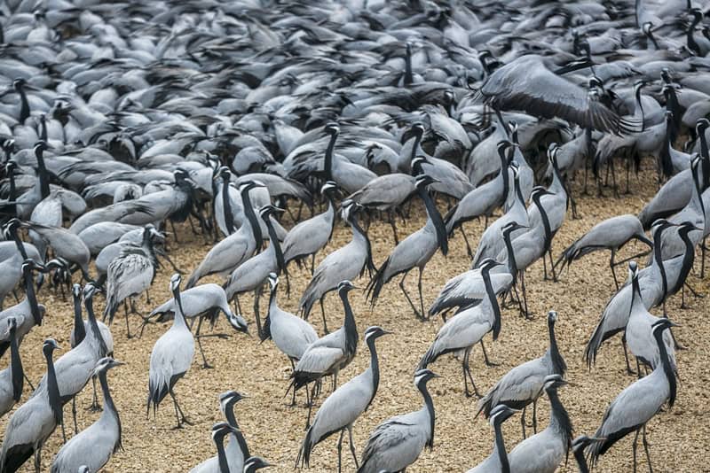 Demoiselle Crane