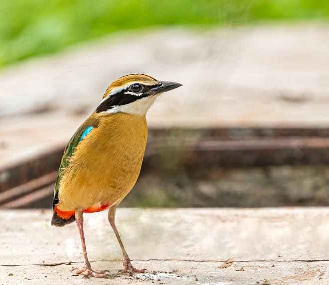 Indian Pitta