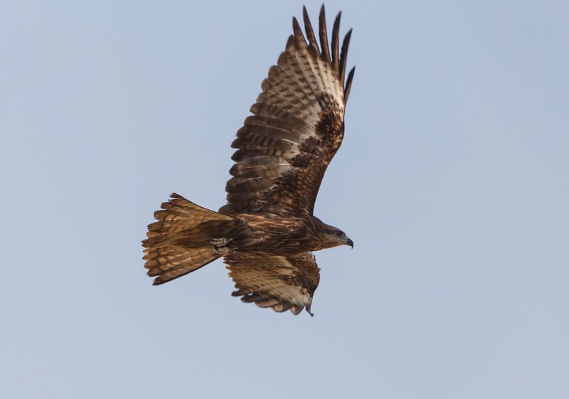 Indian Spotted Eagle