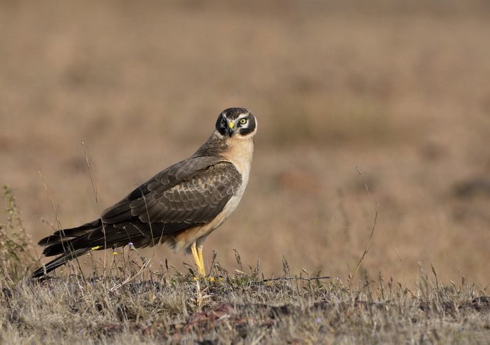 Pallid Harrier