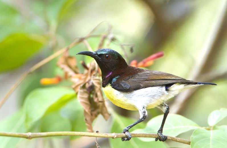 Purple-rumped Sunbird