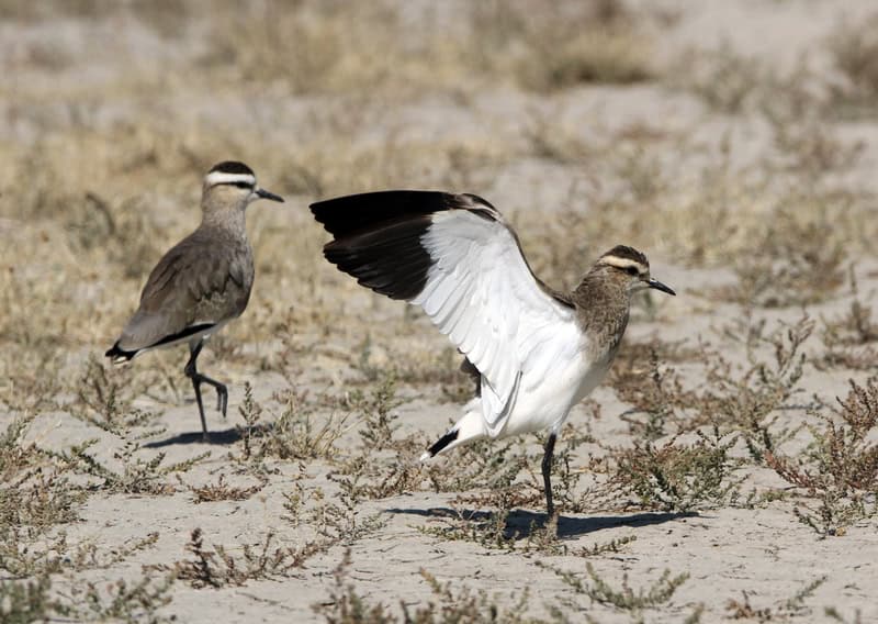 Sociable Lapwing