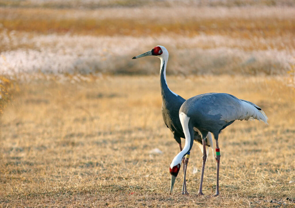 White-naped Crane