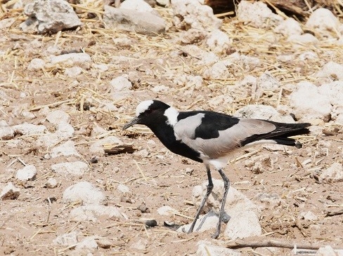 Blacksmith Lapwing