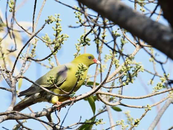 African Green Pigeon