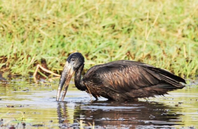African Openbill Stork