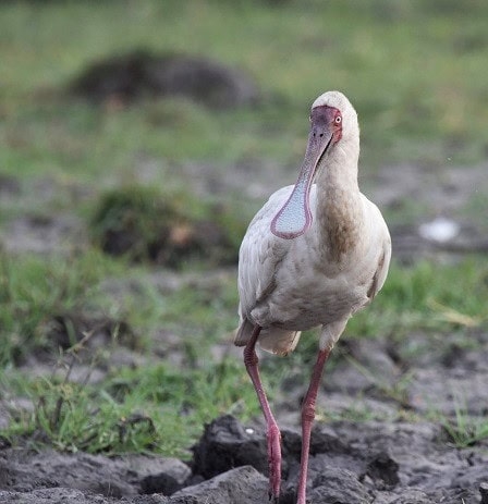African Spoonbill