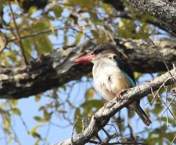 Brown-hooded Kingfisher