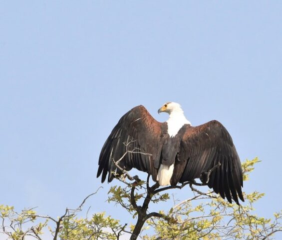 African Fish-Eagle