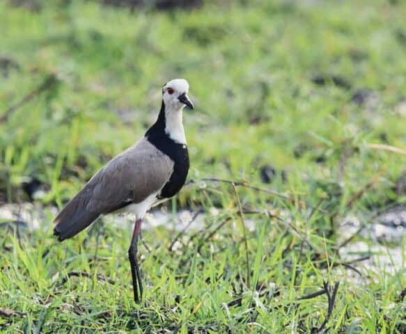 Long-toed Lapwing