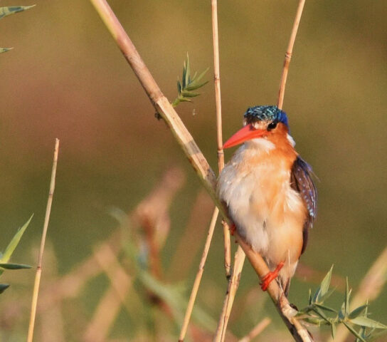 Malachite Kingfisher