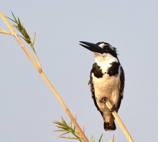 Pied Kingfisher