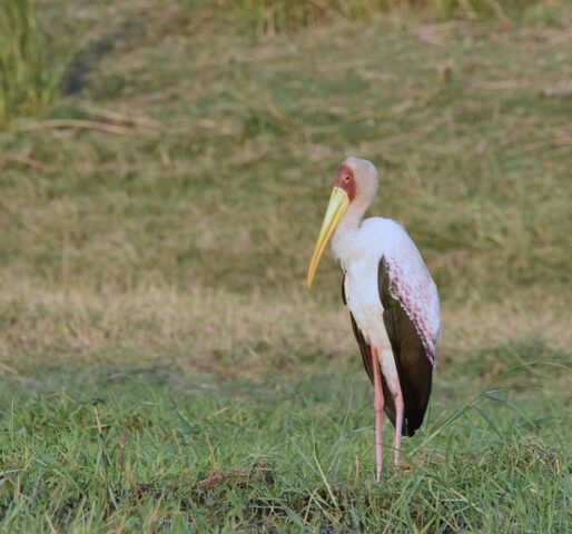 Yellow-billed Stork