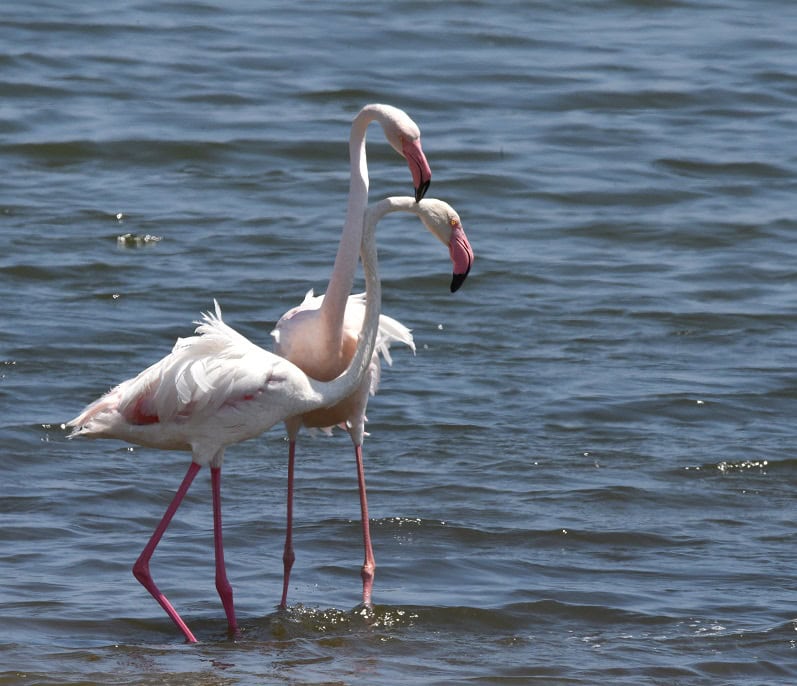 Greater Flamingo